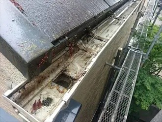 雨樋に詰まった葉を丁寧に取り除く作業