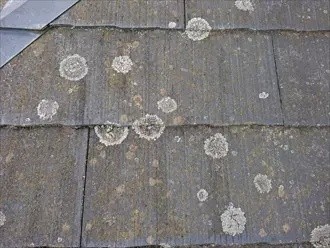 屋根面のカビの繁殖