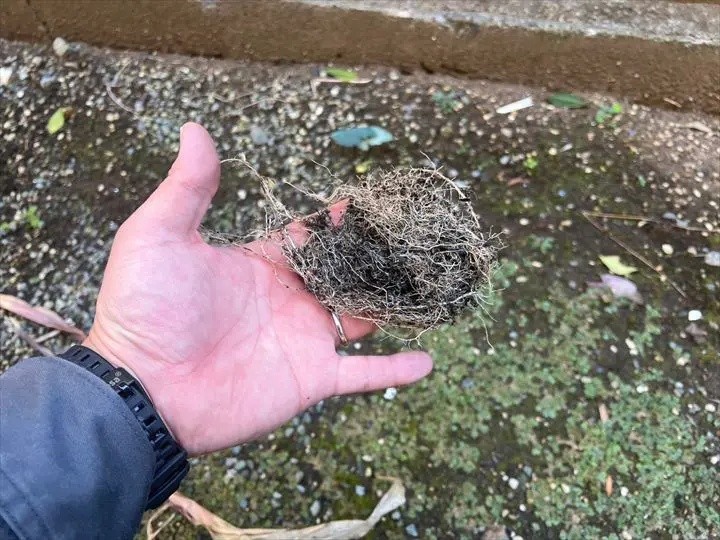 根っこが排水の妨げとなり雨樋の水が流れなかった状態