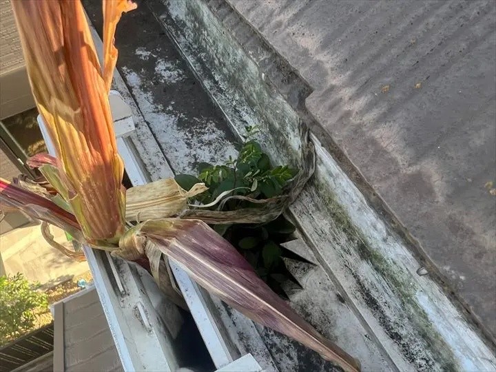 雨樋の集水器部分に雑草が生えている状況