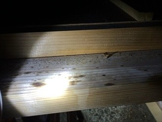 小屋裏に雨水が落ちた跡が見受けられる状態