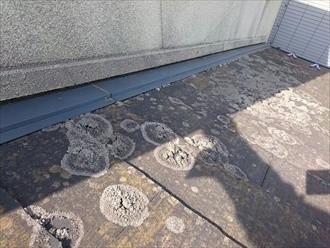 コケが密集した状態の屋根