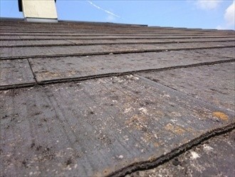 表面全体にコケが密集して付着した状態