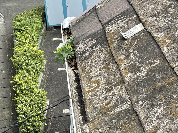 雨樋が詰まって草が生えていました