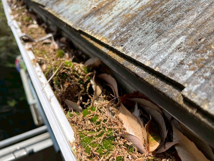 雨樋に溜まった落ち葉