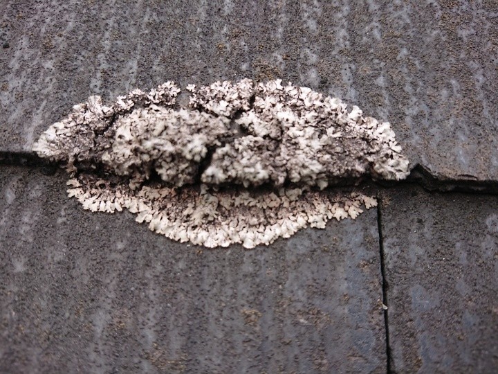 カビが繁殖した屋根