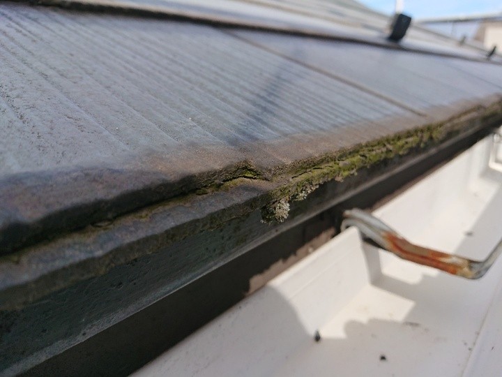 軒先には苔や藻が多く発生