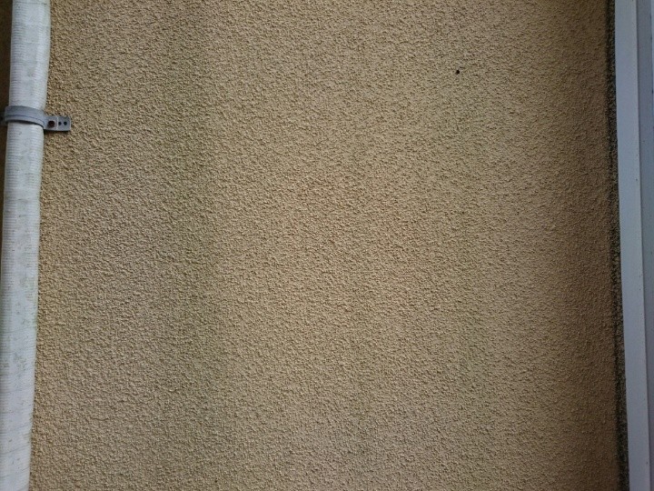 苔が繫殖したモルタル外壁