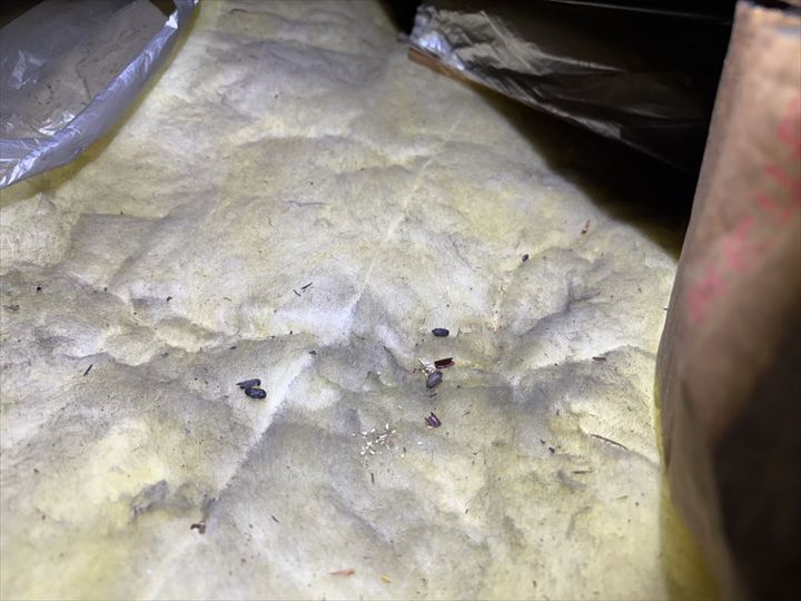 ネズミの糞と思わしきものを発見