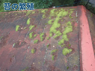 苔の繁殖