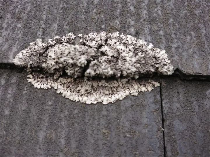 苔が付着した屋根材