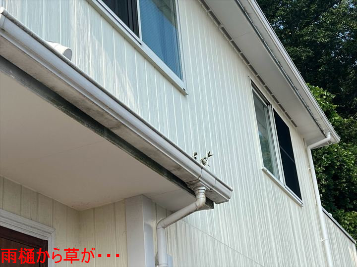 雨樋から草が・・・