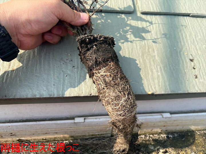 撤去した雨樋の根っこ