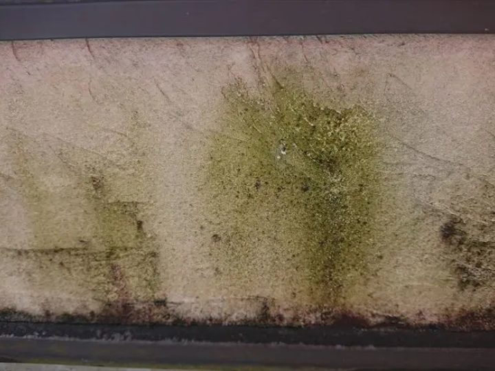 外壁に広がる緑色の苔