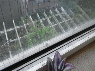 緑区RIMG0735.JPG