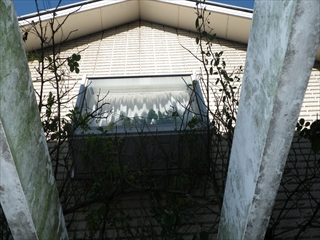 緑区RIMG0858.JPG