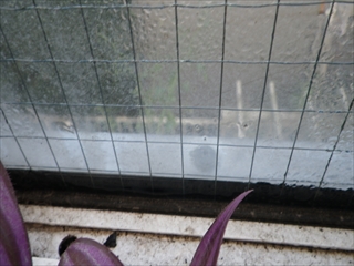 緑区RIMG0859.JPG